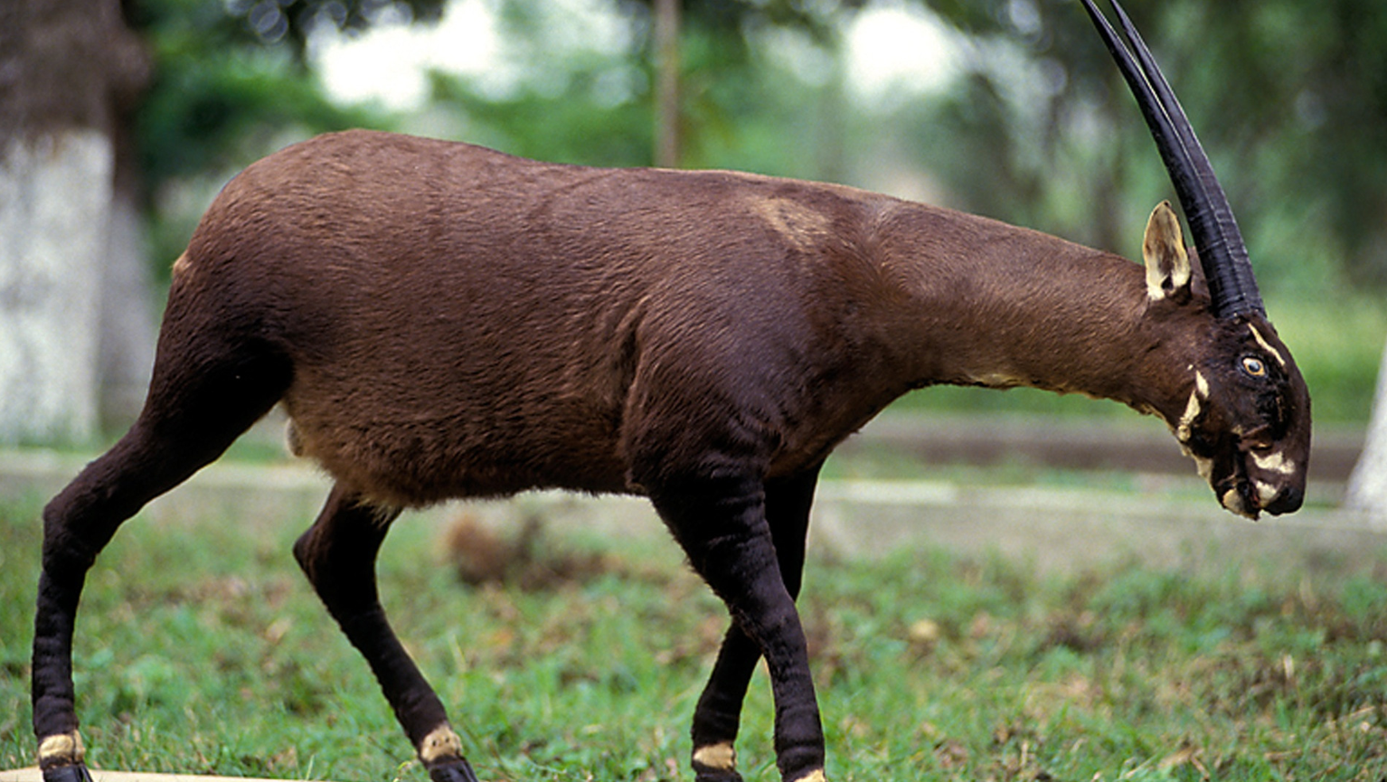 10 of the Rarest Animals in the World