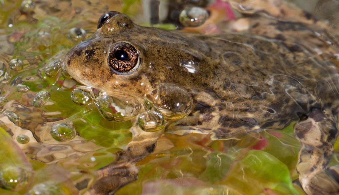 10 of the Rarest Animals in the World