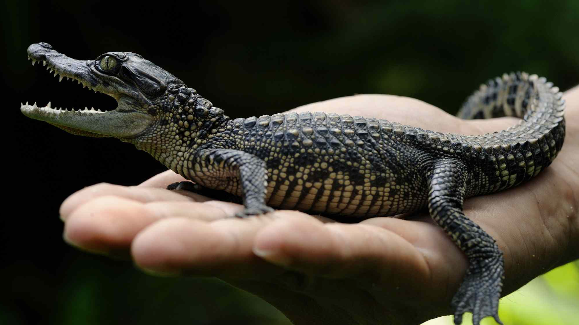 10 of the Rarest Animals in the World