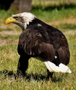 10 Animals That Eat Snakes