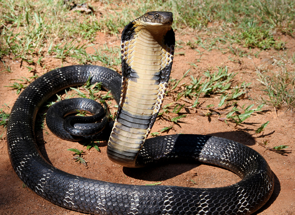 10 Animals That Eat Snakes