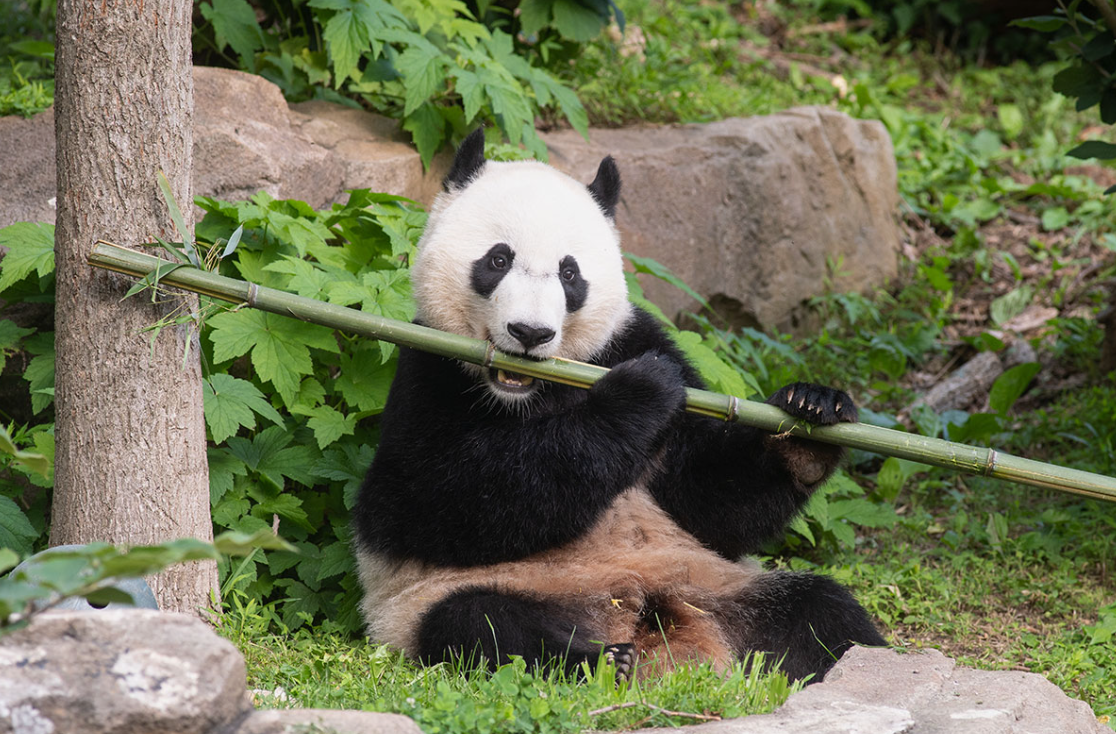 what animals eat bamboo - Plumageparrot