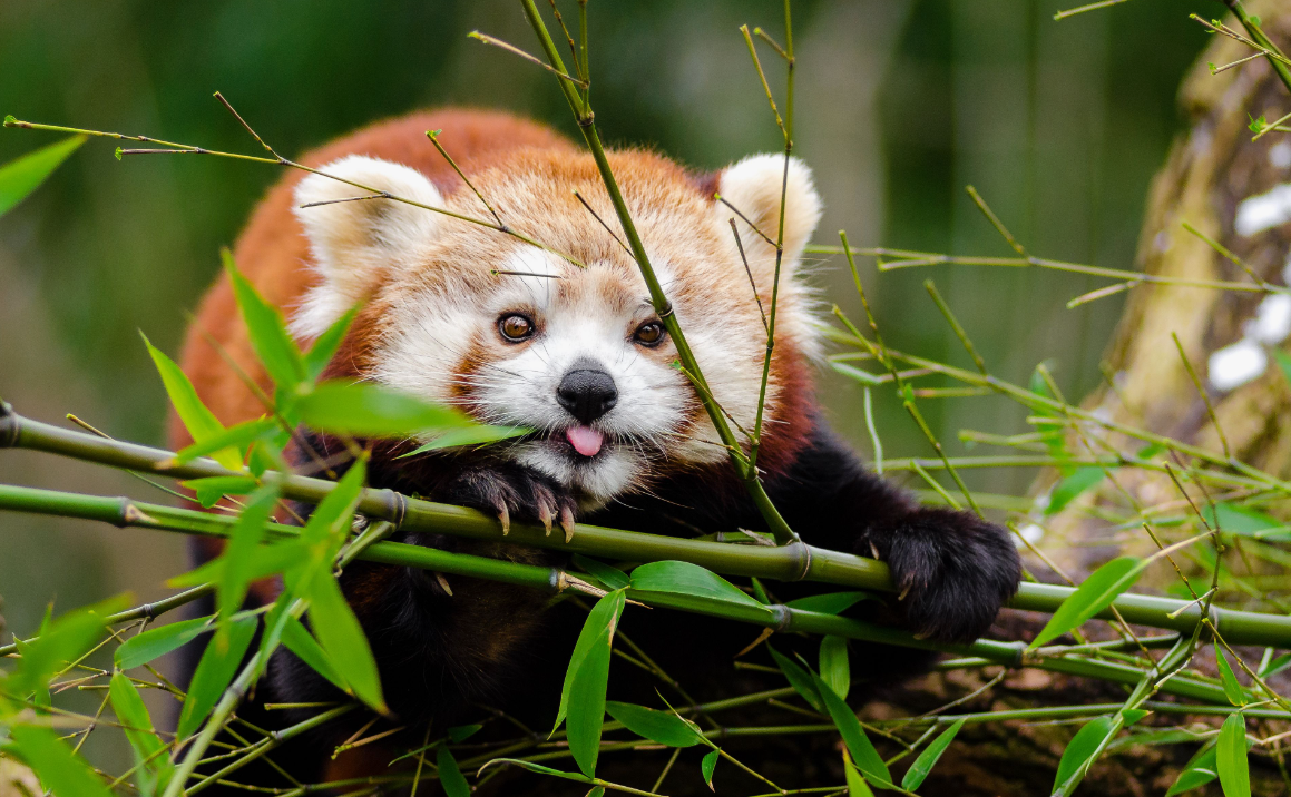 what animals eat bamboo