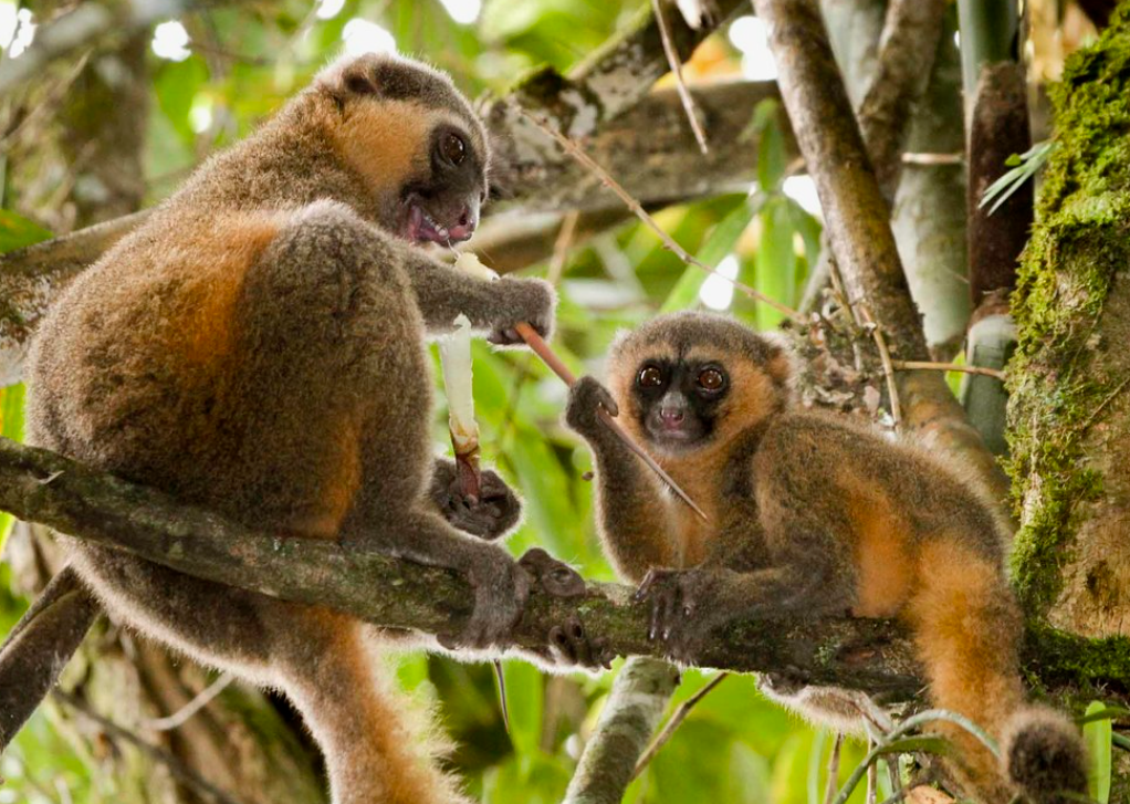 what animals eat bamboo