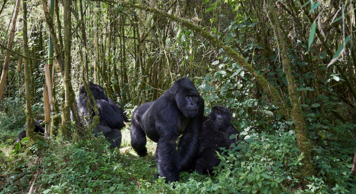 what animals eat bamboo