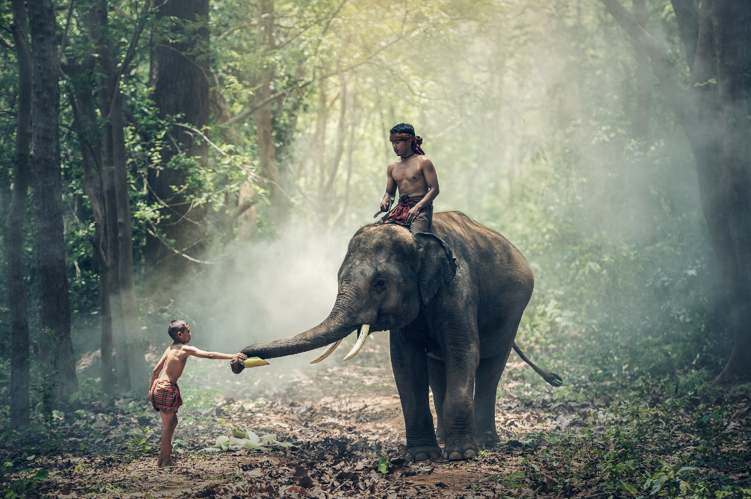 what animals eat bamboo