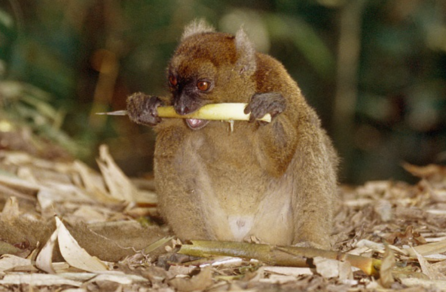 what animals eat bamboo