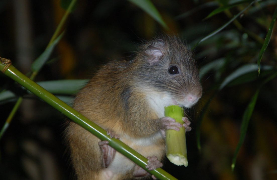 what animals eat bamboo