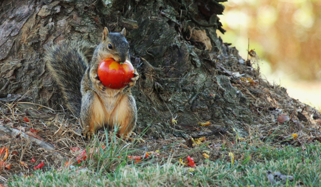 10 Animals That Eat Tomatoes