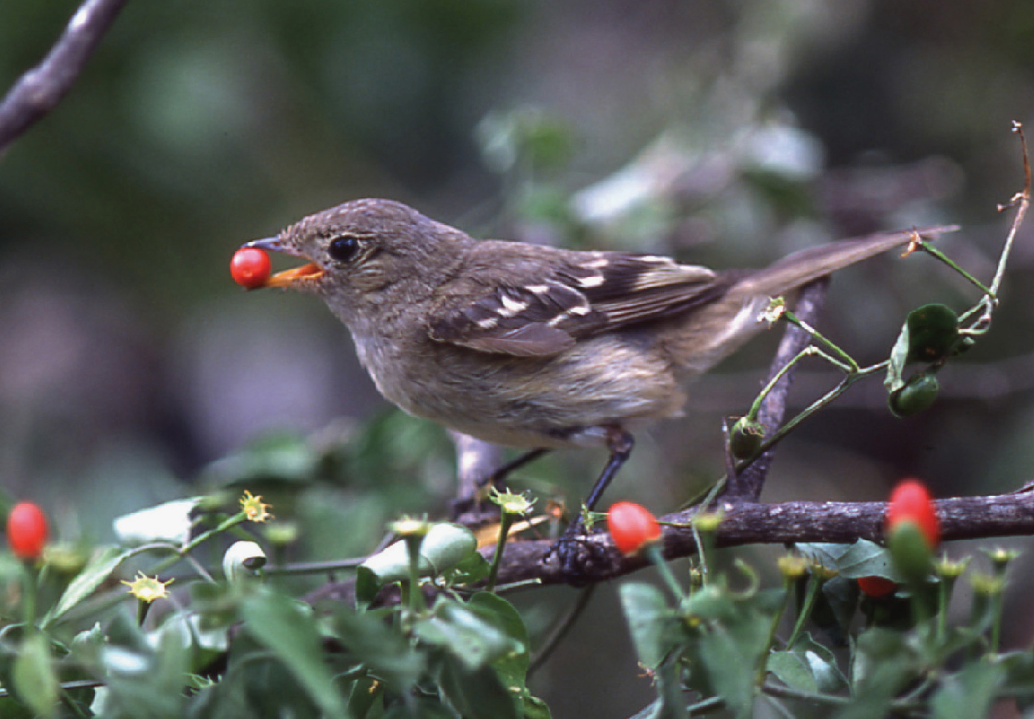 10 Animals That Eat Tomatoes