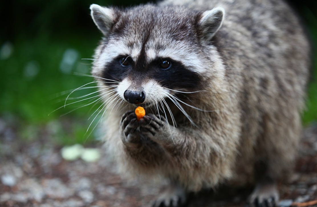 10 Animals That Eat Tomatoes