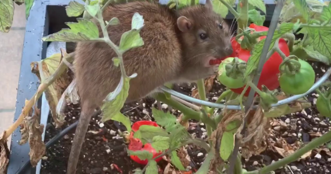 10 Animals That Eat Tomatoes