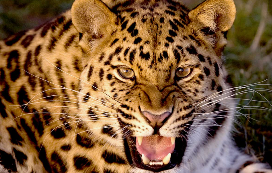 10 of the World’s Most Endangered Animals