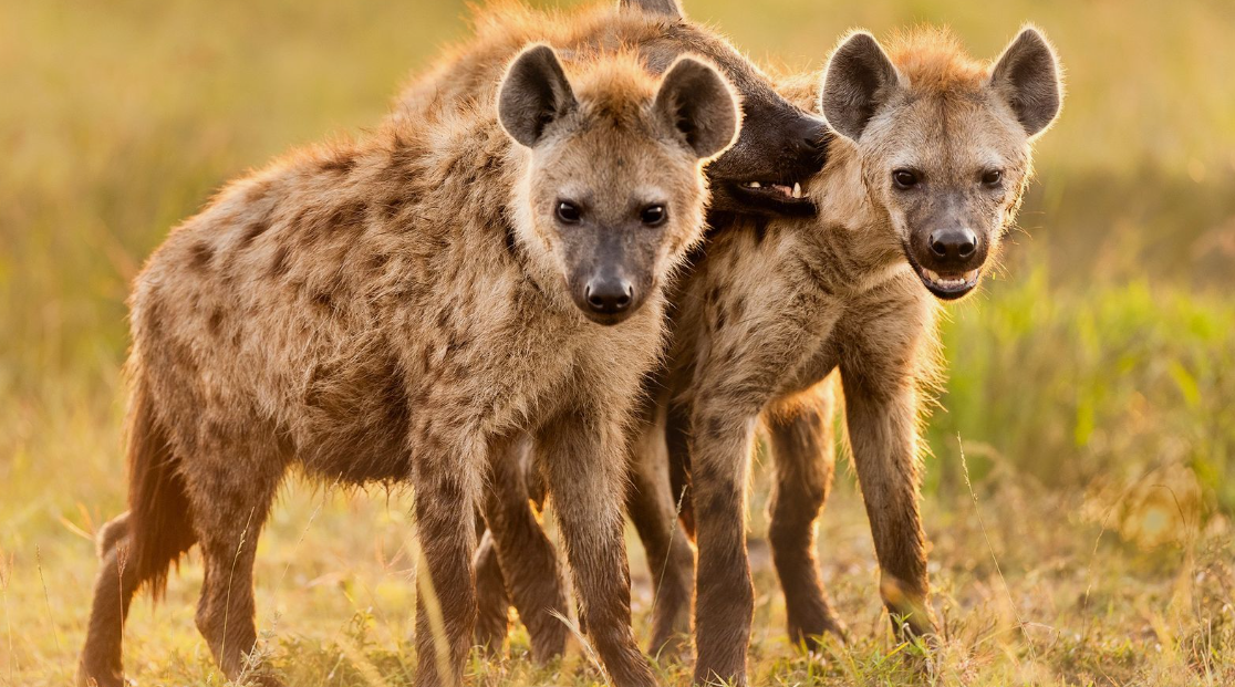 what animals eat lions