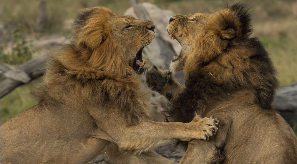 what animals eat lions