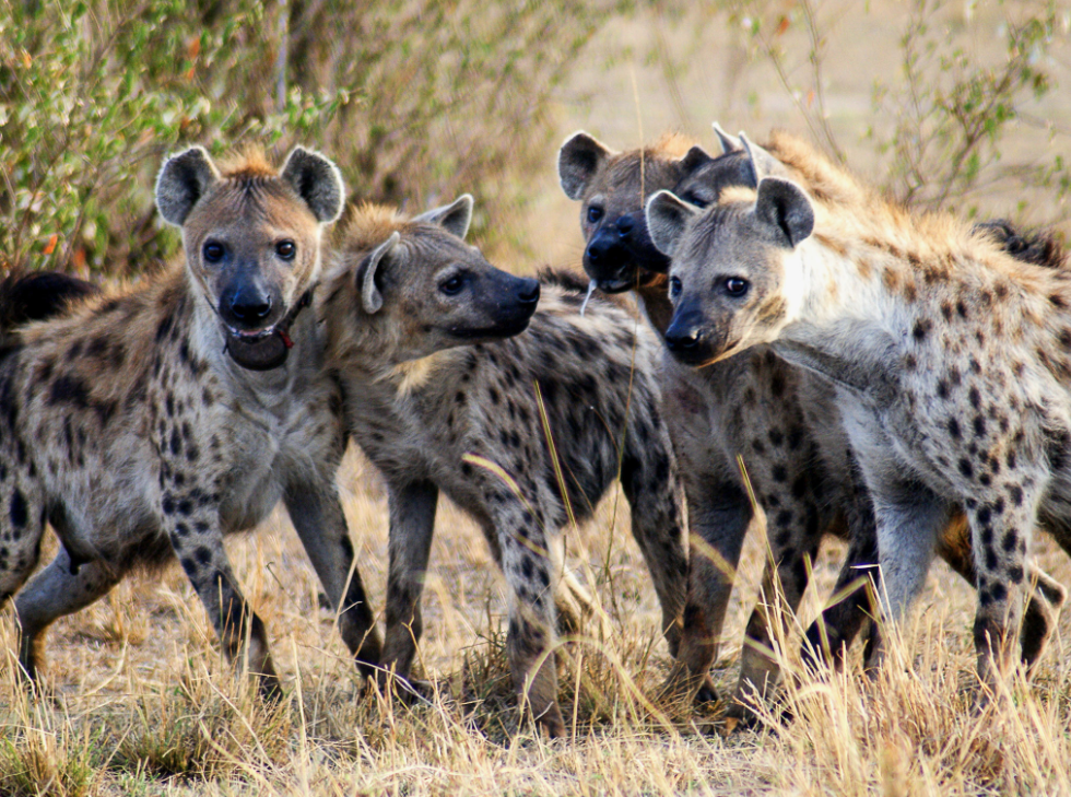 what animals eat lions