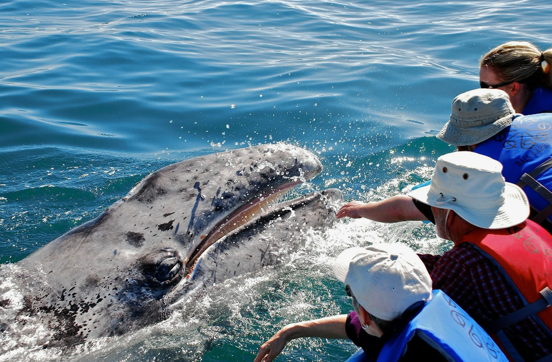 31 WILD ANIMALS IN MEXICO