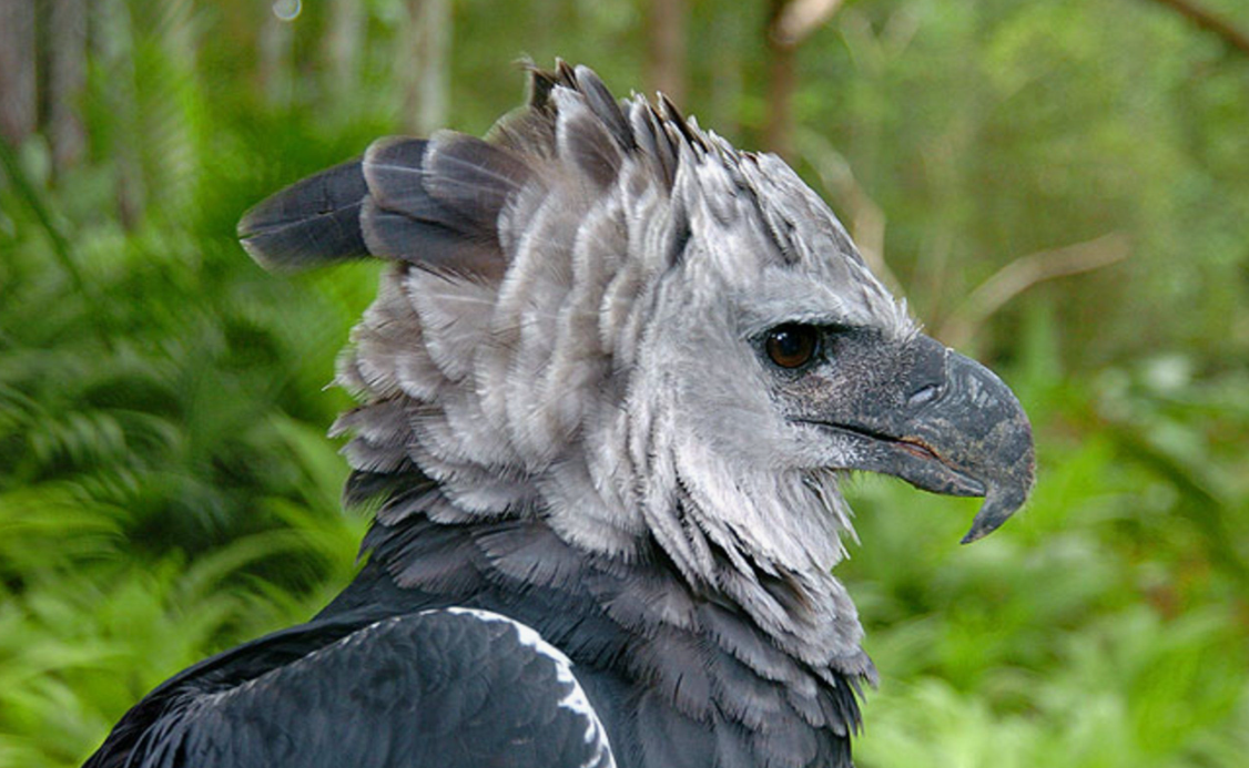 31 WILD ANIMALS IN MEXICO