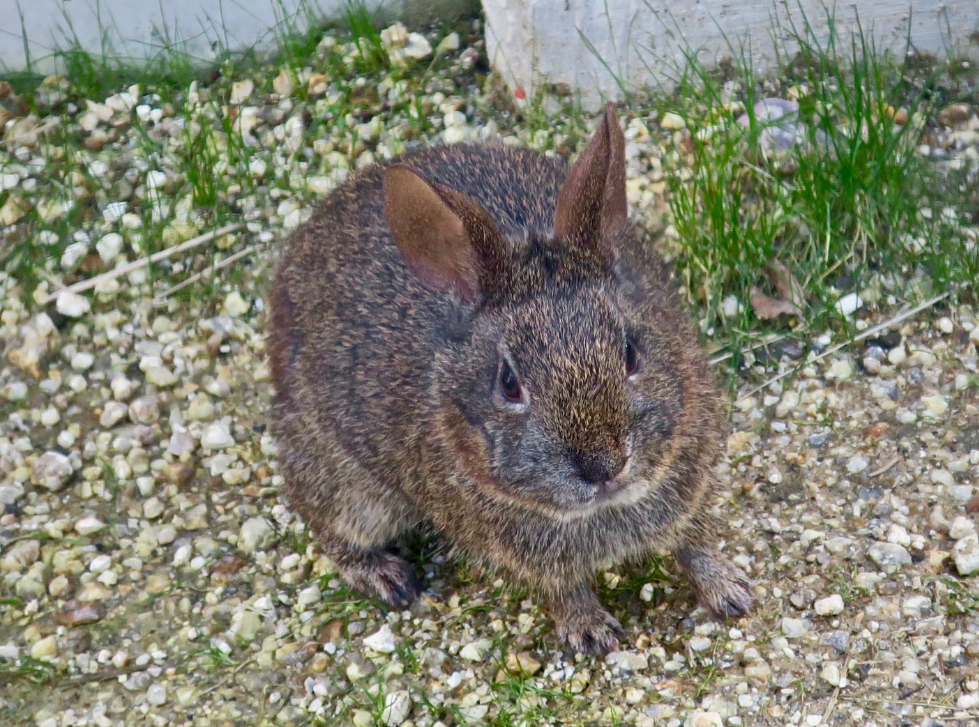 31 WILD ANIMALS IN MEXICO