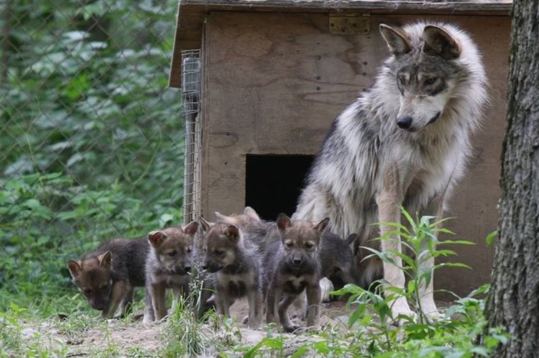 31 WILD ANIMALS IN MEXICO