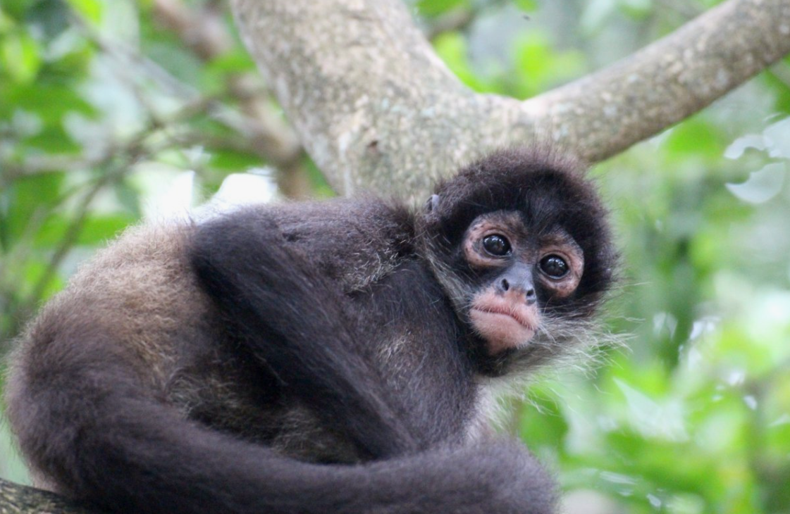 31 WILD ANIMALS IN MEXICO