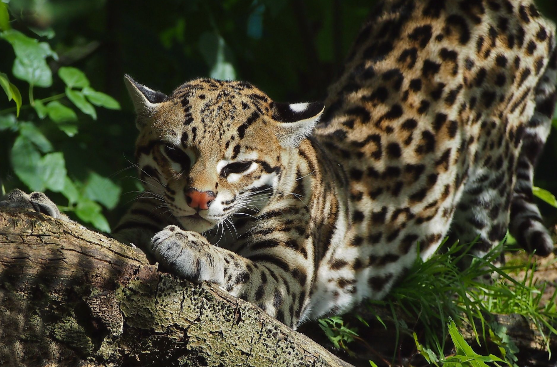 31 WILD ANIMALS IN MEXICO