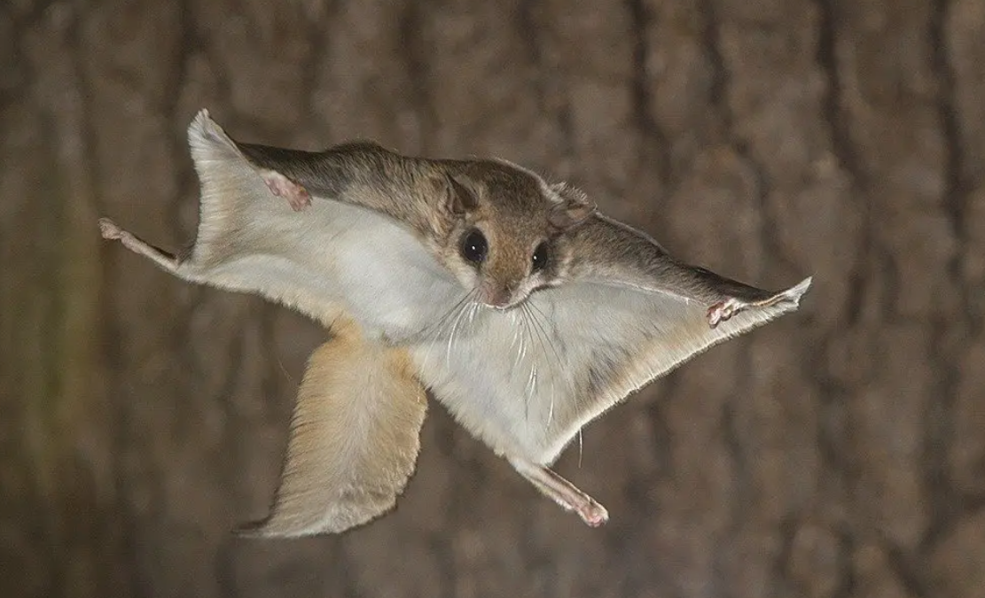 31 WILD ANIMALS IN MEXICO