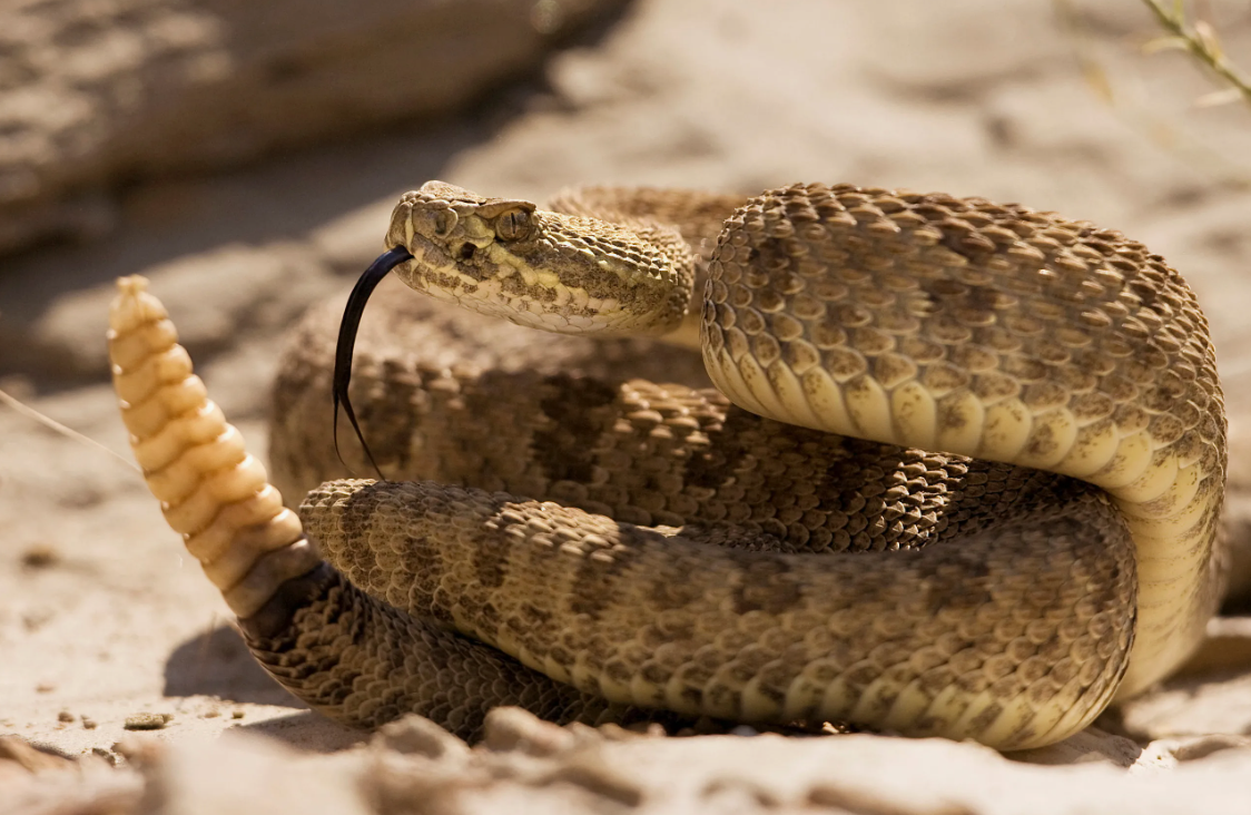 31 WILD ANIMALS IN MEXICO