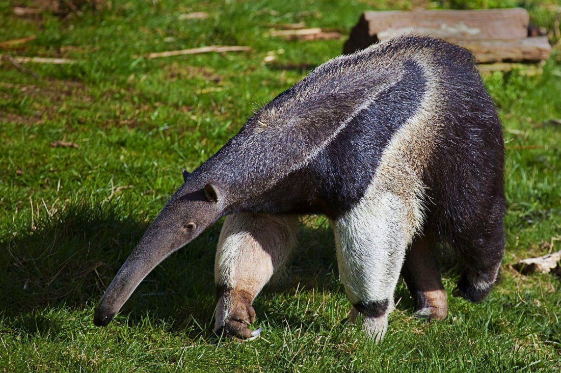 31 WILD ANIMALS IN MEXICO