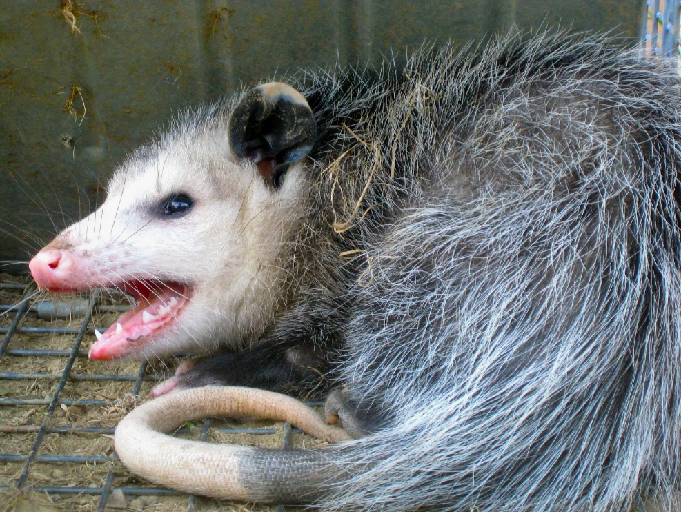 31 WILD ANIMALS IN MEXICO