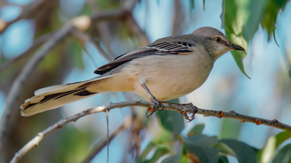 31 WILD ANIMALS IN MEXICO