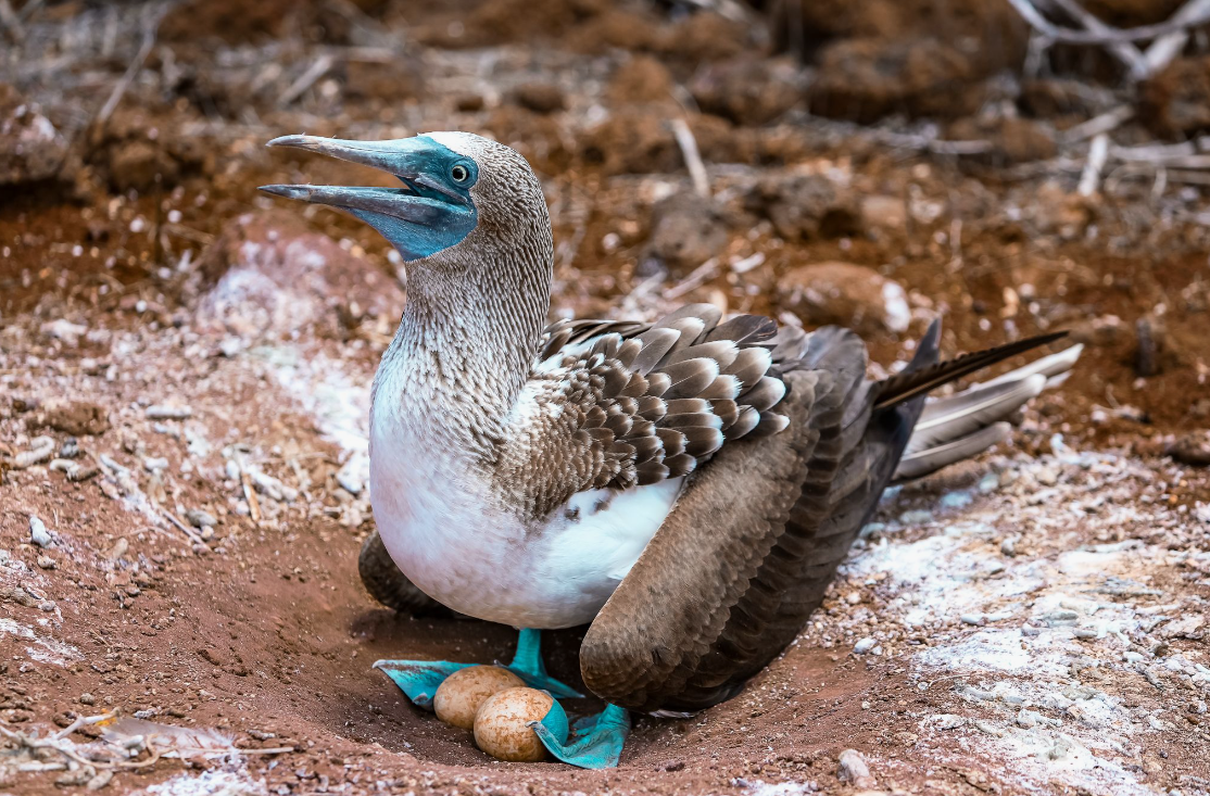 31 WILD ANIMALS IN MEXICO