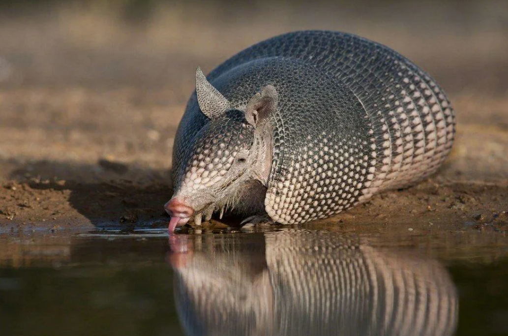 31 WILD ANIMALS IN MEXICO