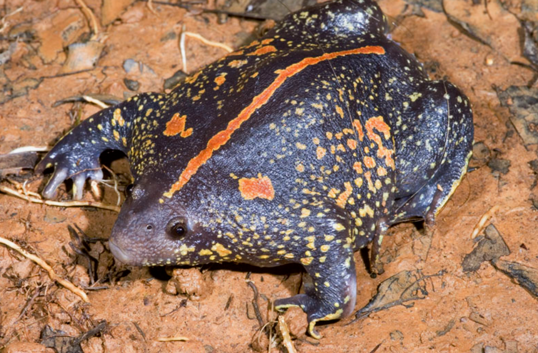 31 WILD ANIMALS IN MEXICO