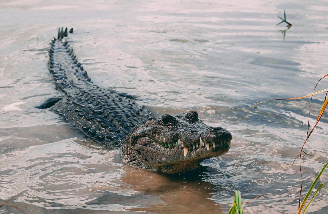 31 WILD ANIMALS IN MEXICO