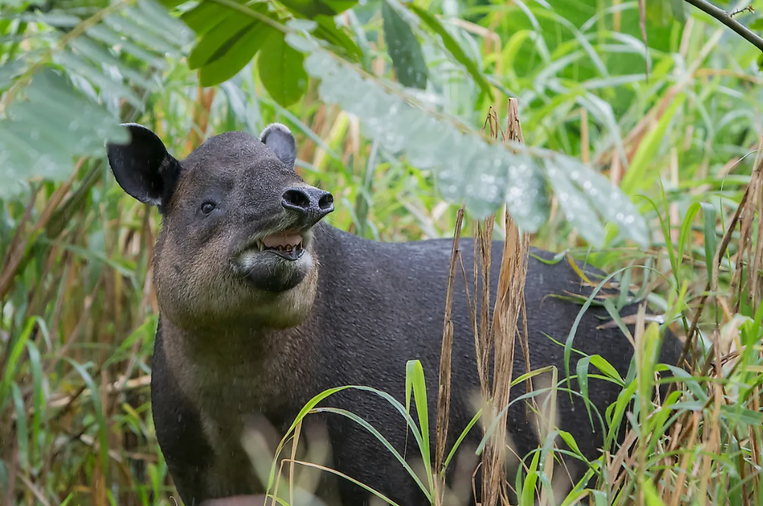 31 WILD ANIMALS IN MEXICO