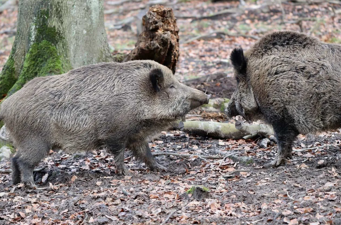 31 WILD ANIMALS IN MEXICO