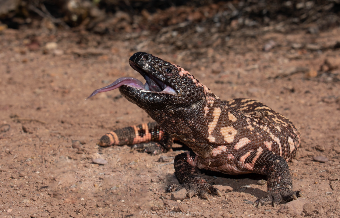 31 WILD ANIMALS IN MEXICO