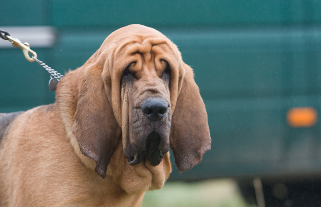 Animals with the Best Sense of Smell