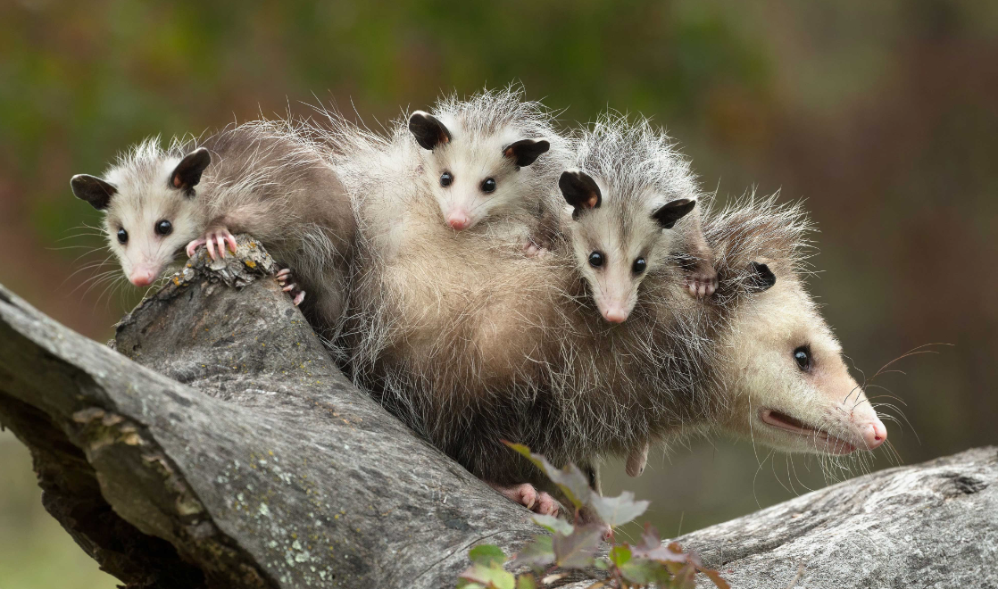 31 WILD ANIMALS IN MEXICO