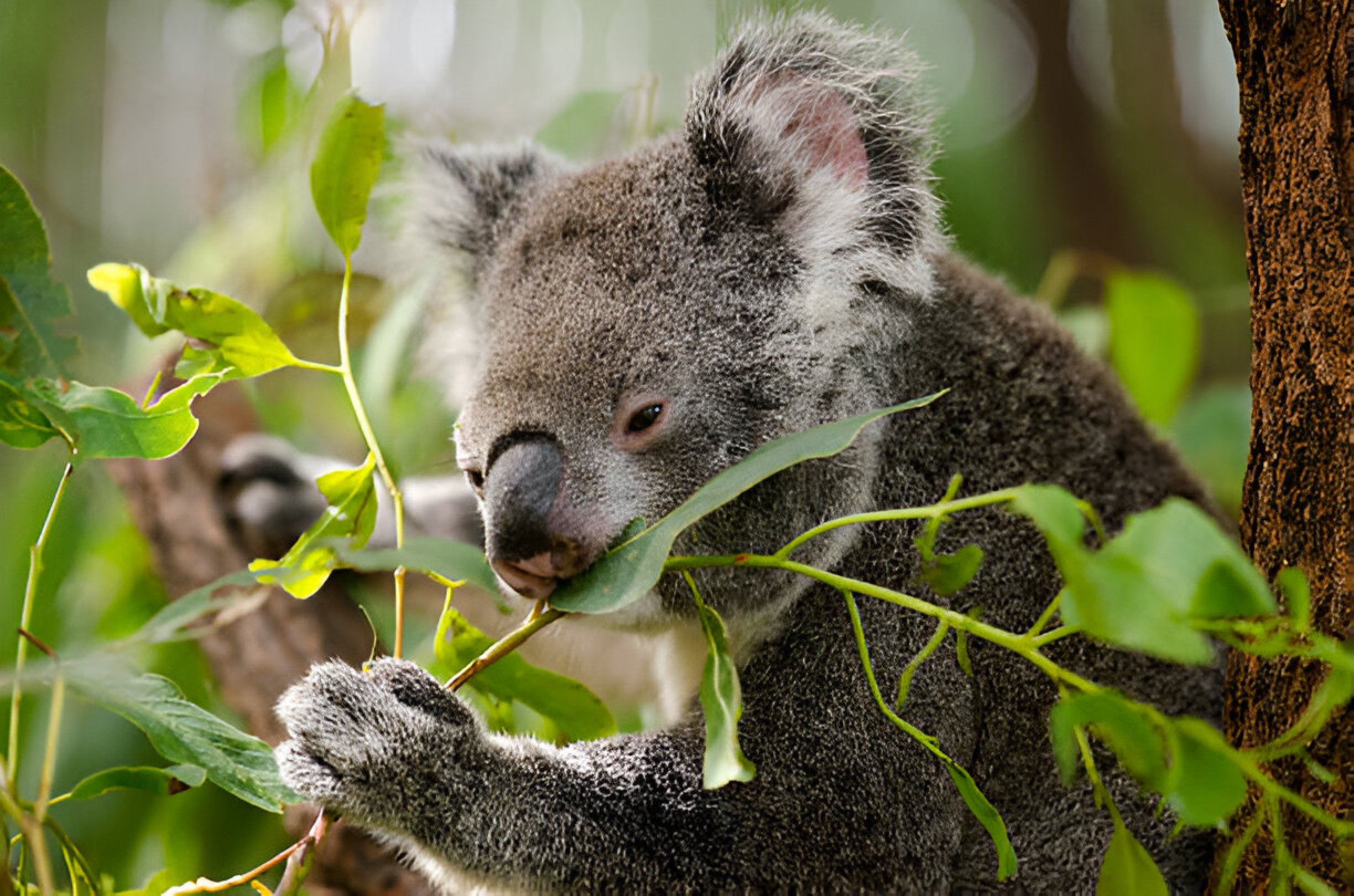 Koala Eating: 10 Amazing Facts About Their Unique Diet