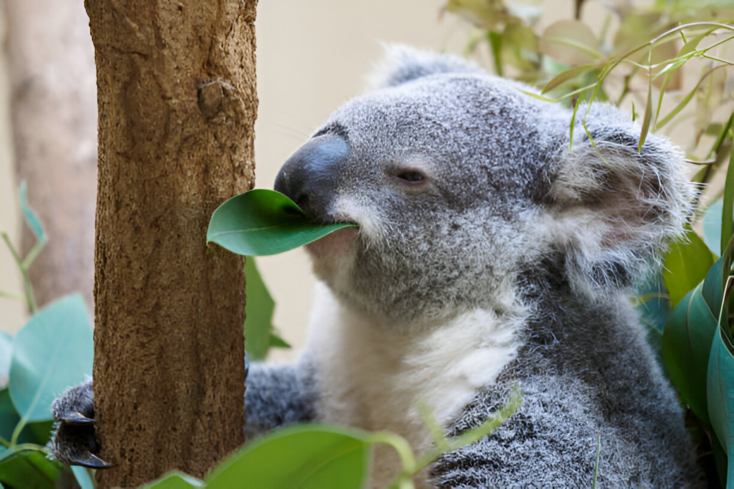 Koala Eating: 10 Amazing Facts About Their Unique Diet