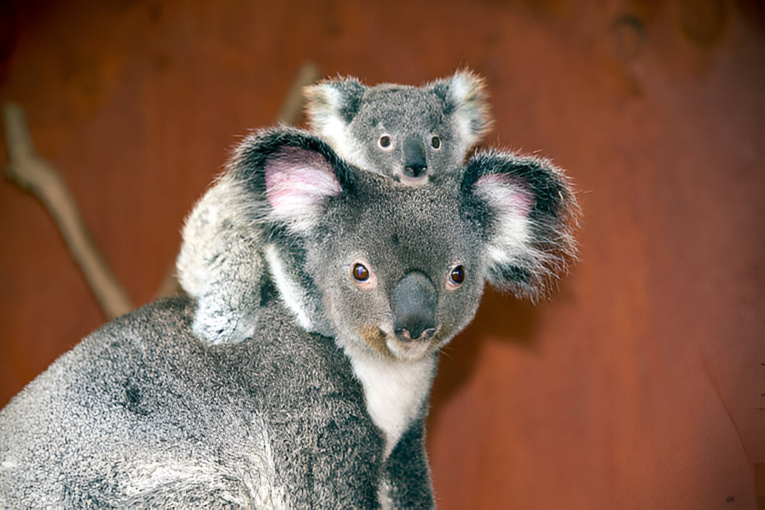 What is a baby koala called? 10 facts about joeys