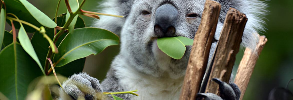 Koala Eating: 10 Amazing Facts About Their Unique Diet