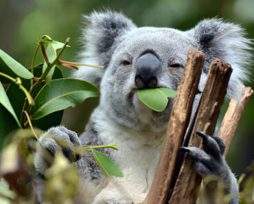 Koala Eating: 10 Amazing Facts About Their Unique Diet