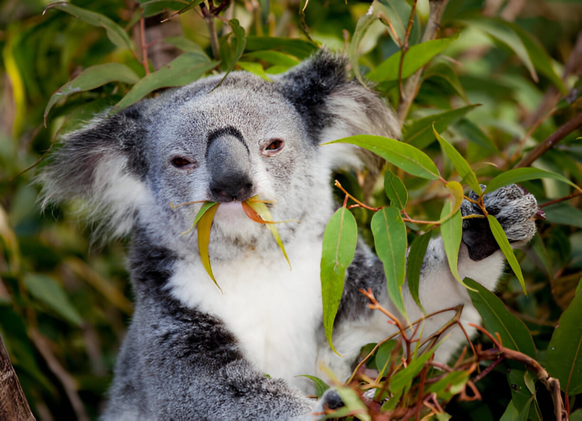 Koala Eating: 10 Amazing Facts About Their Unique Diet