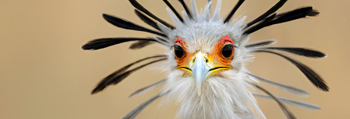 Crested Birds: A Marvel of Avian Evolution