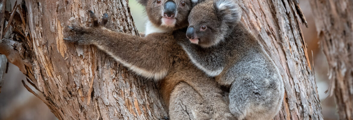 What is a baby koala called? 10 facts about joeys