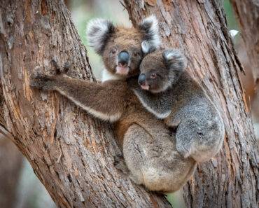 What is a baby koala called? 10 facts about joeys