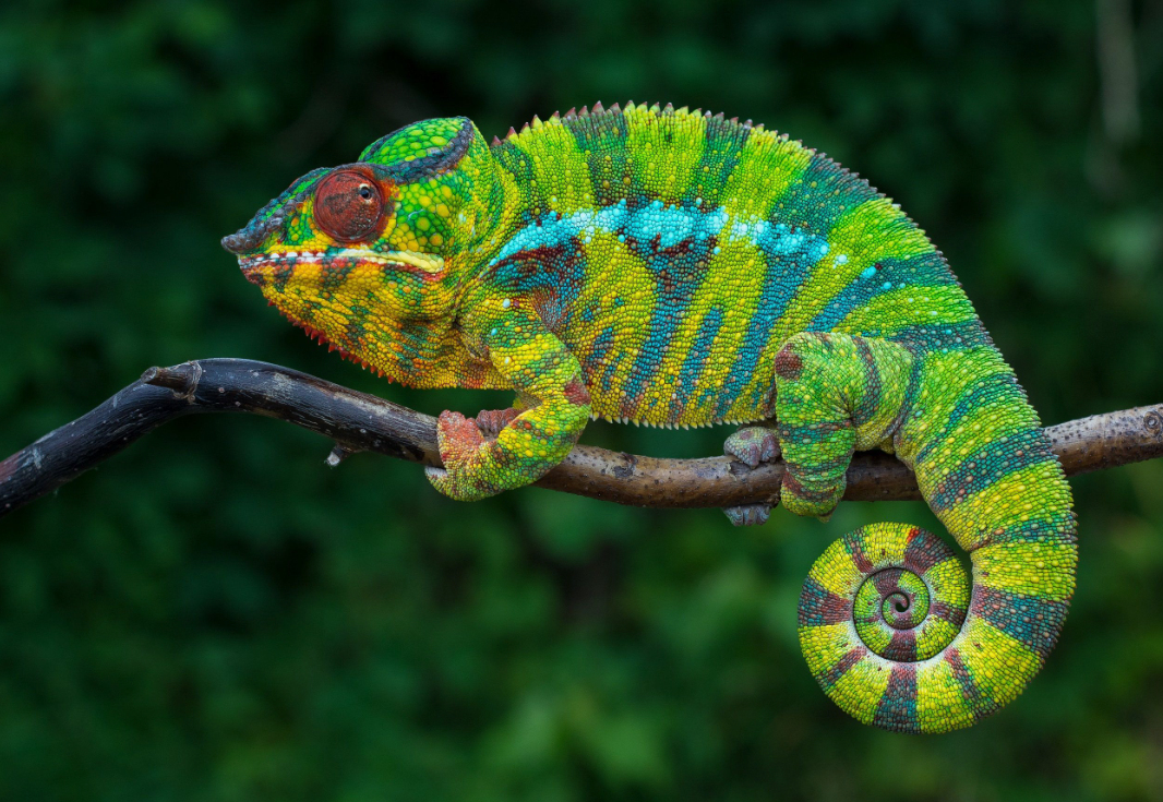 australian animal that changes its appearance 